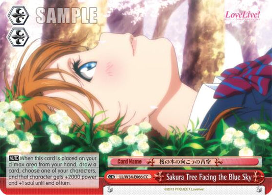 Sakura Tree Facing the Blue Sky